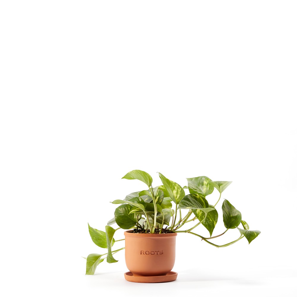 Plants set 05 Plants set 05