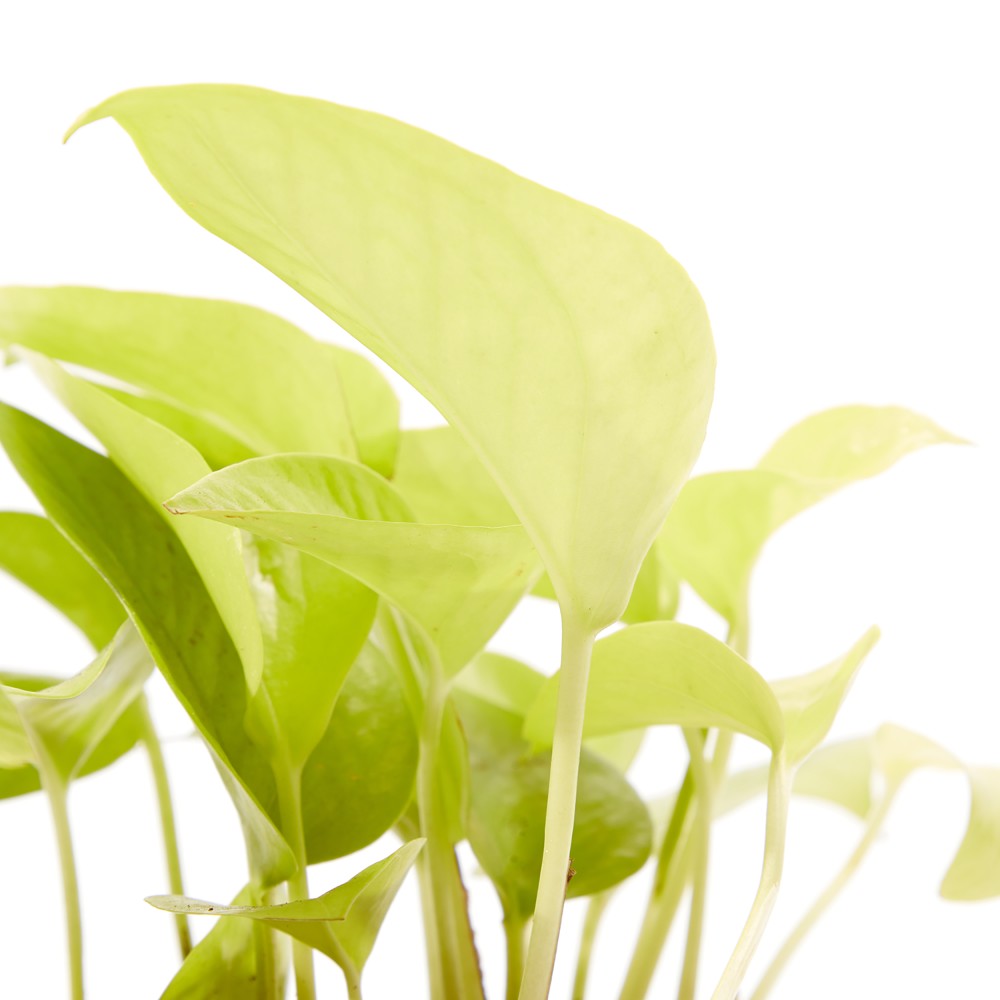 Plants set 05 Plants set 05