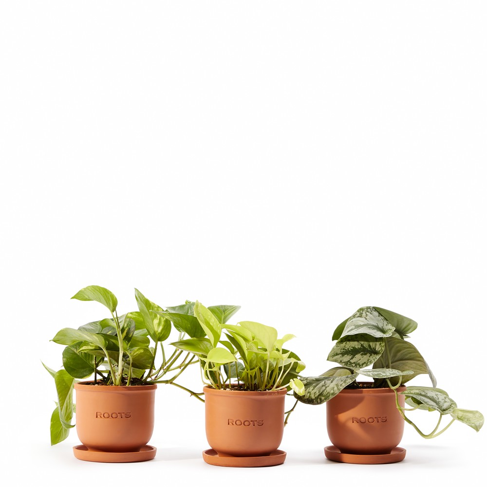 Plants set 05 Plants set 05