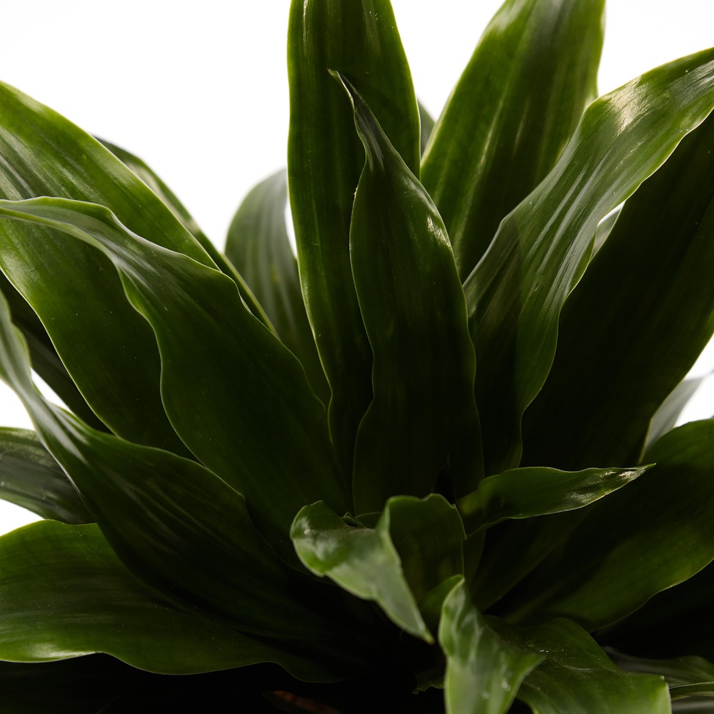 Plants set 15 Plants set 15