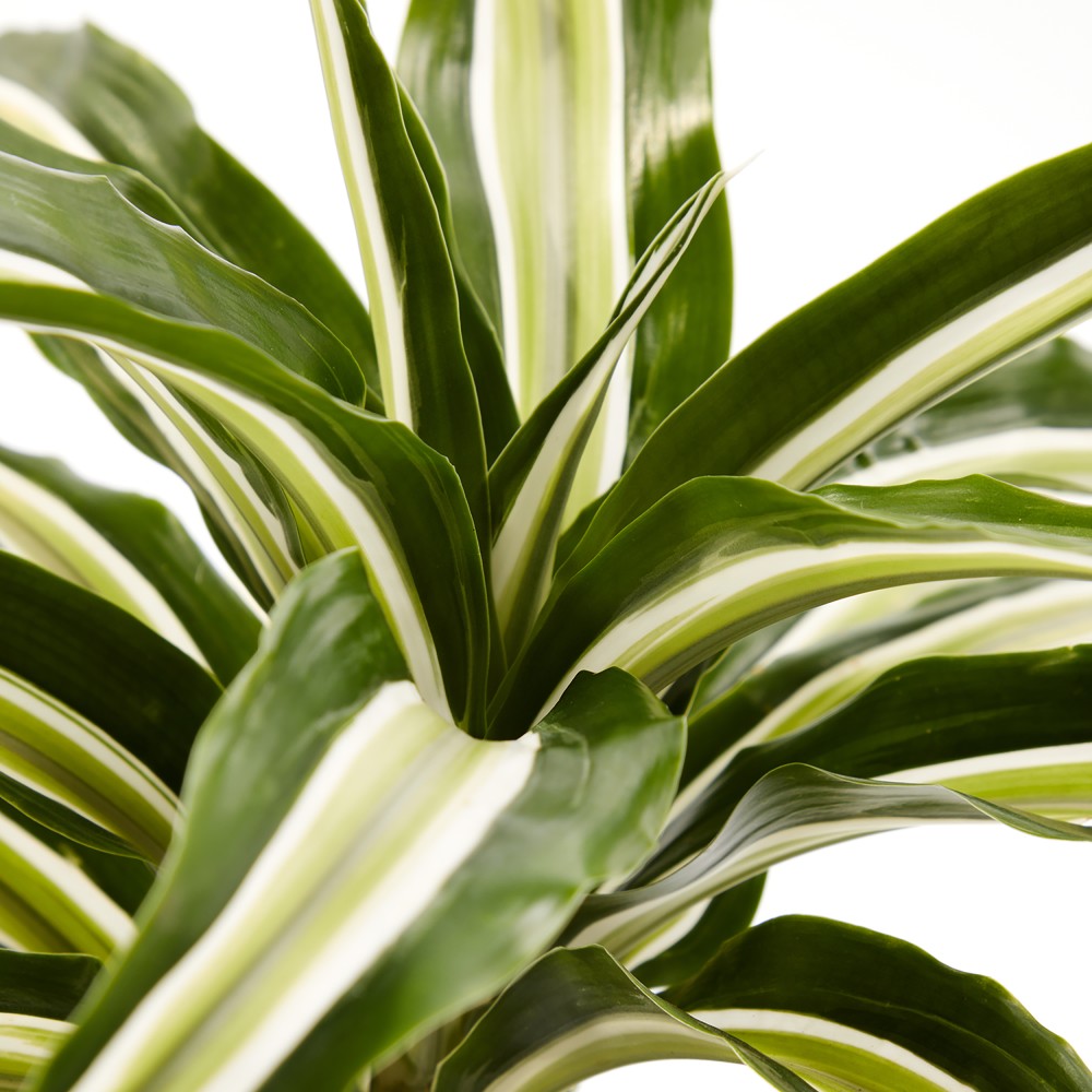 Plants set 15 Plants set 15