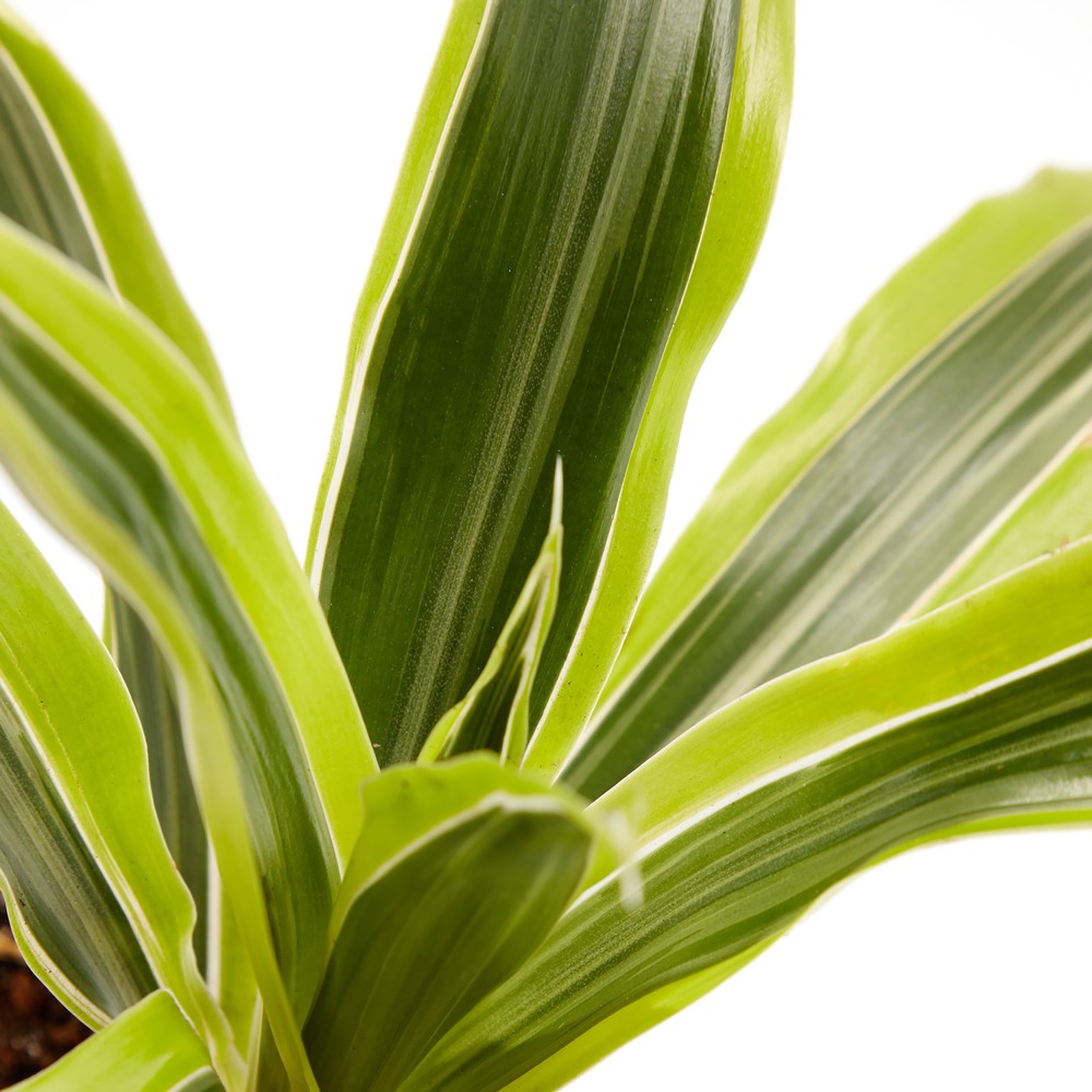 Plants set 15 Plants set 15