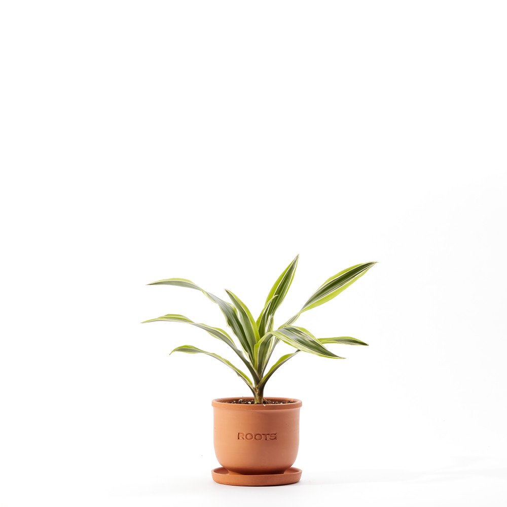 Plants set 15 Plants set 15