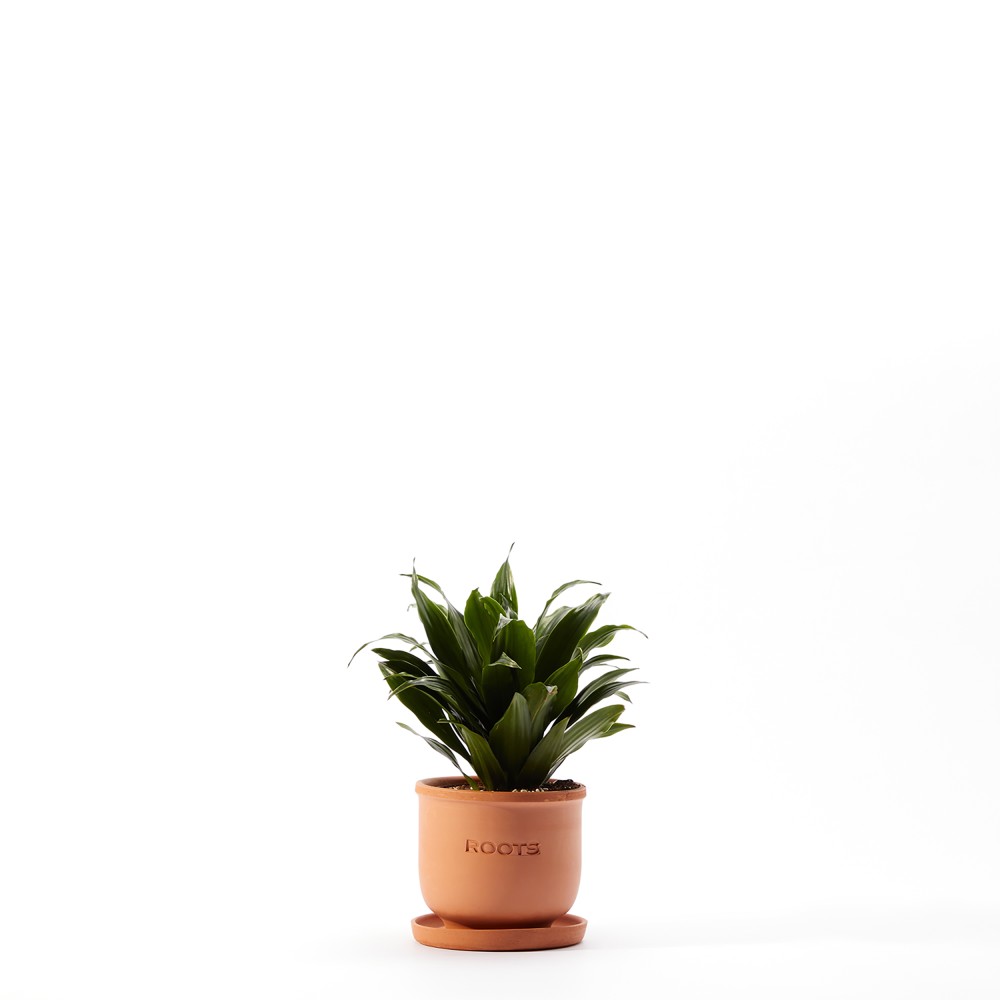 Plants set 15 Plants set 15