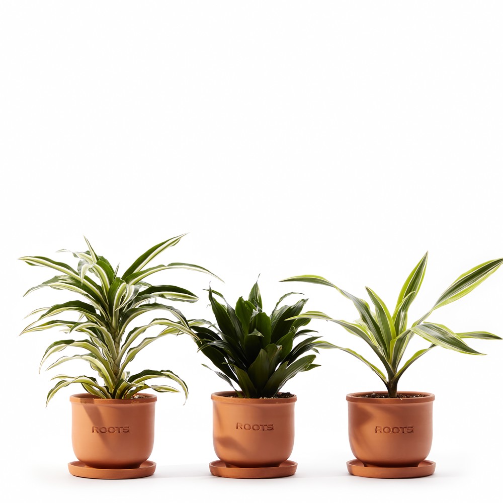 Plants set 15 Plants set 15