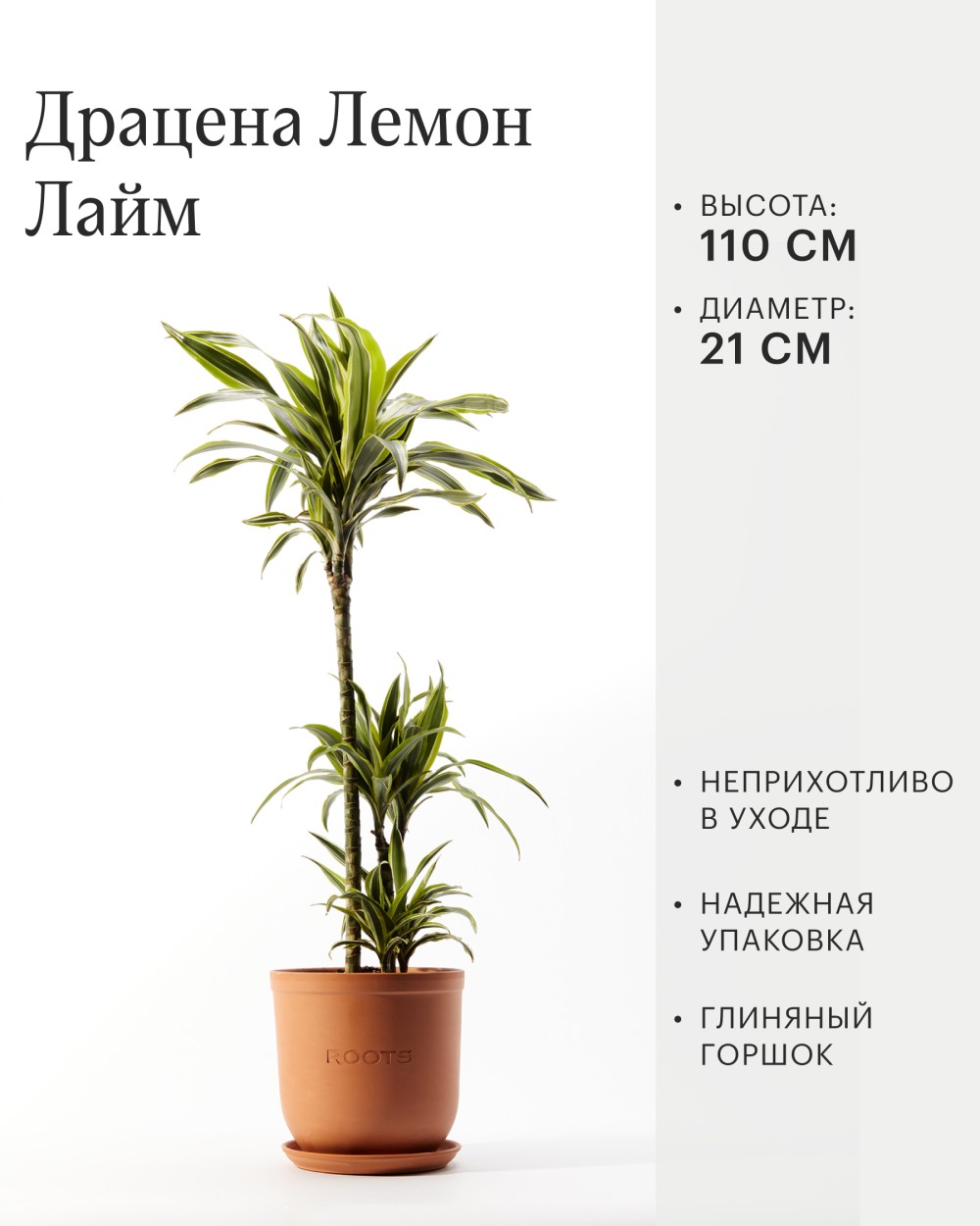 Драцена Лемон Лайм Драцена Лемон Лайм