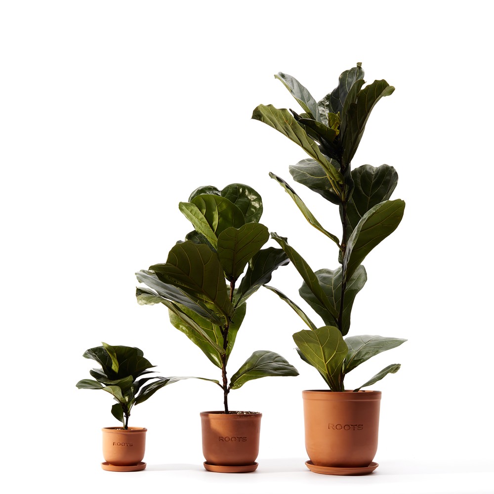 Фикус Лирата