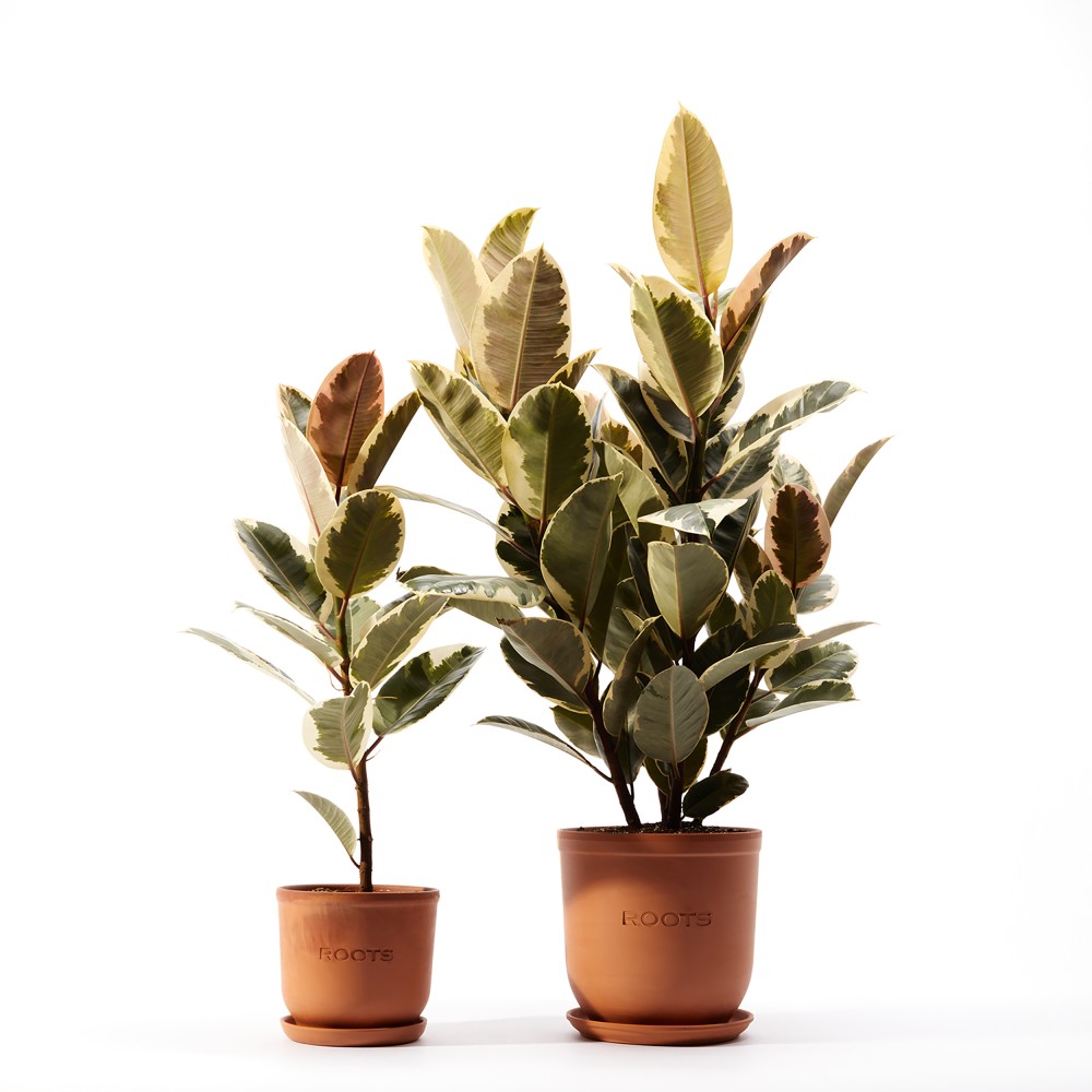 Фикус Эластика Тинеке