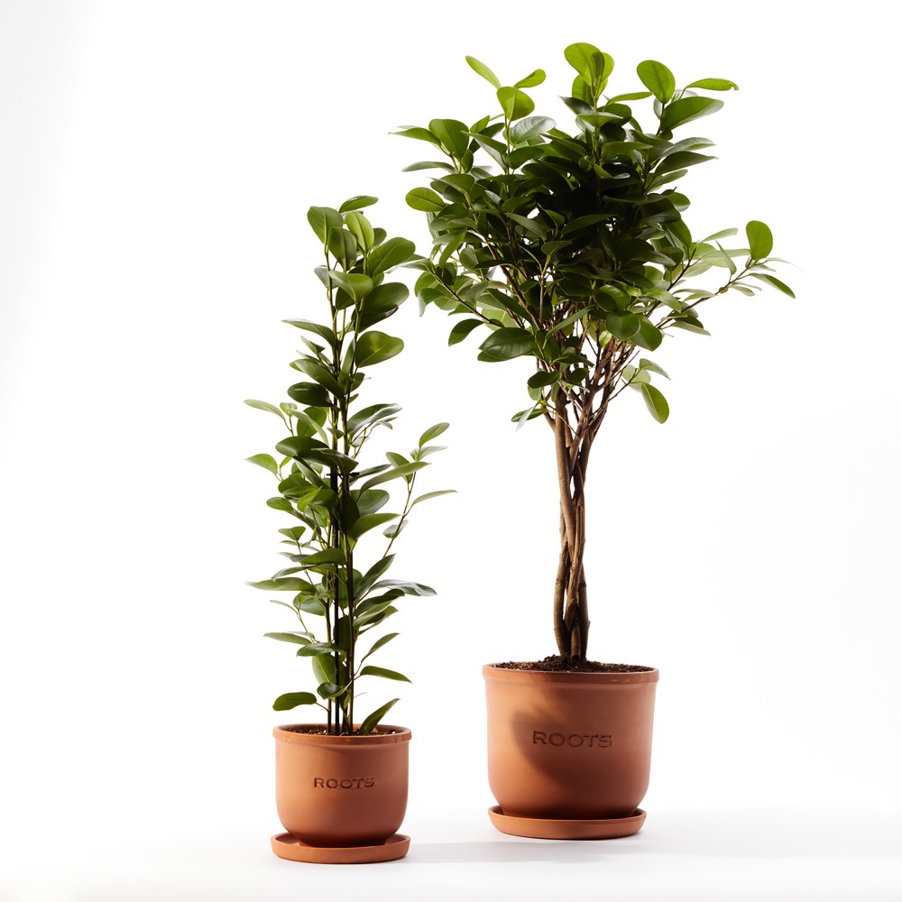 Фикус Мокламе