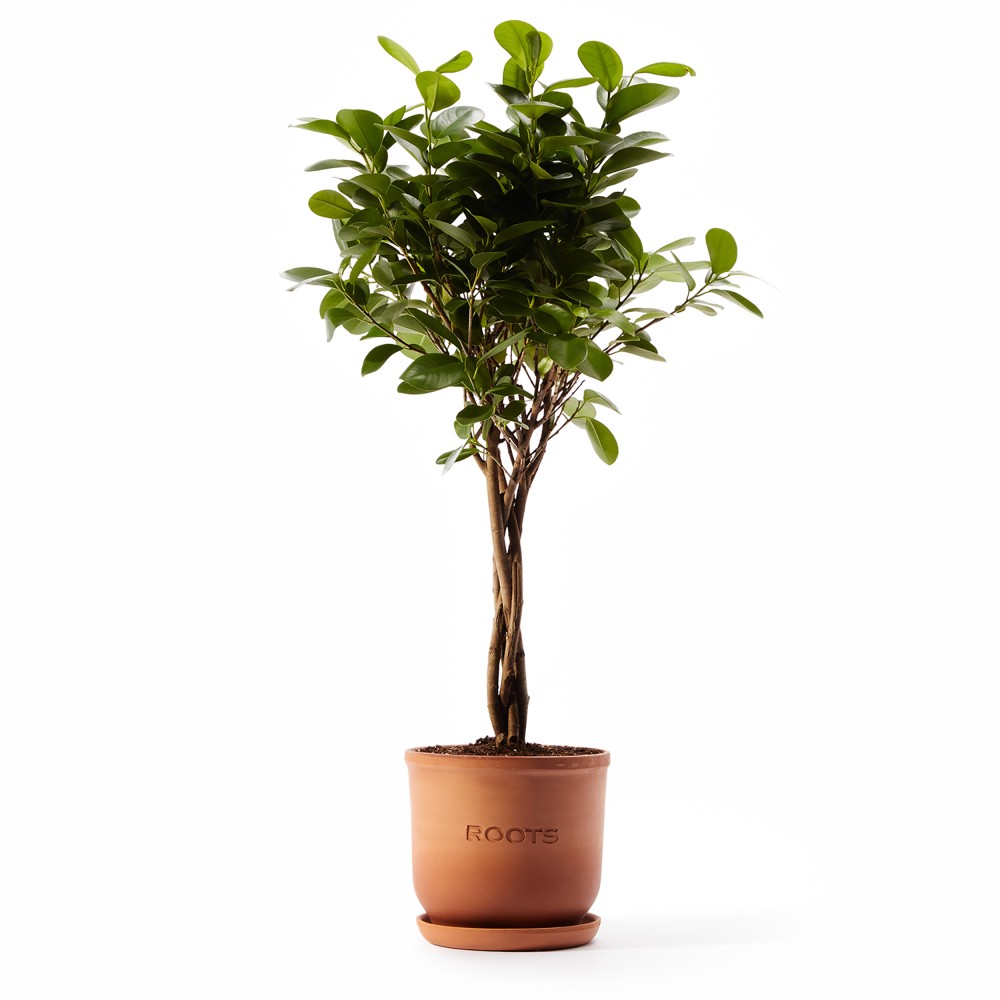 Фикус Мокламе