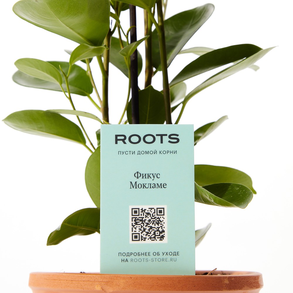 Фикус Мокламе