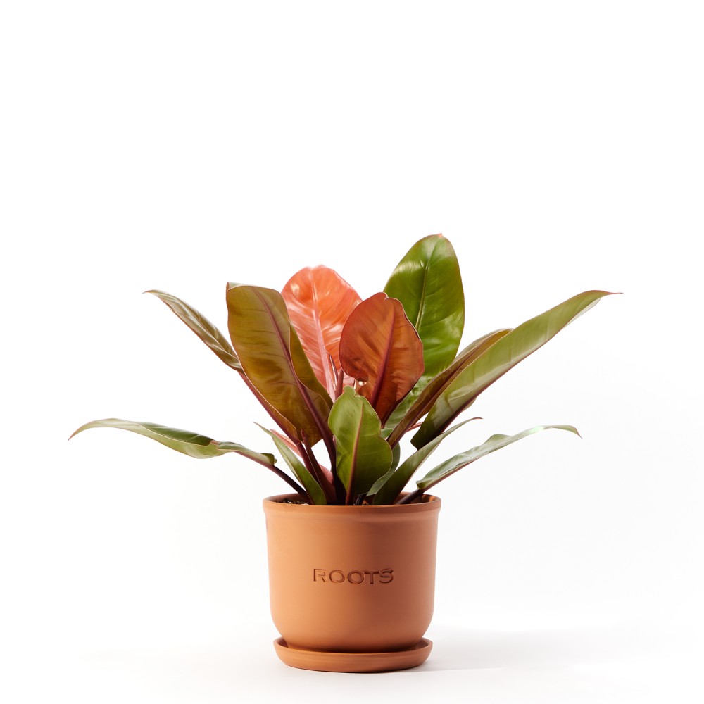 Филодендрон Принц Оранж Филодендрон Принц Оранж