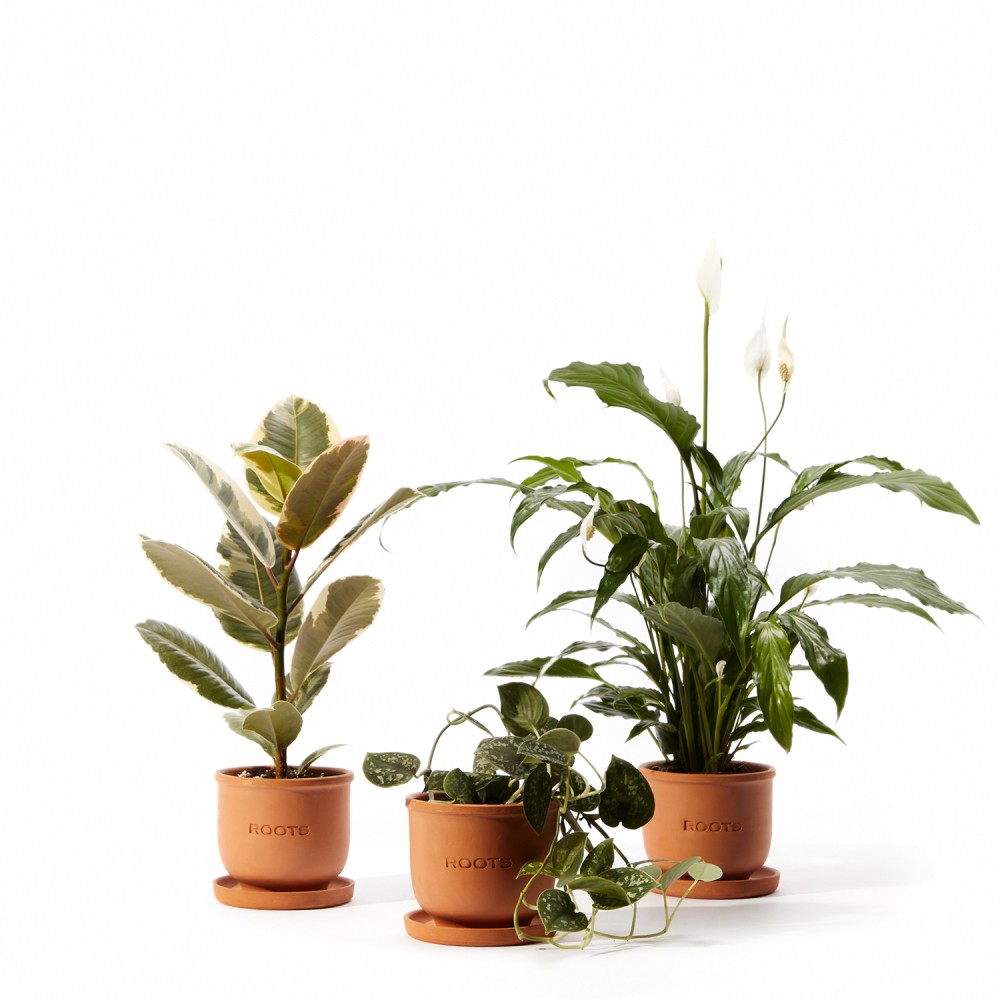 Plants set 02 Plants set 02