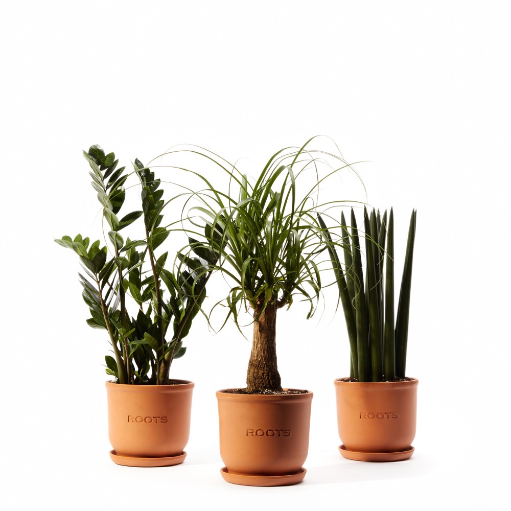 Plants set 08 Plants set 08