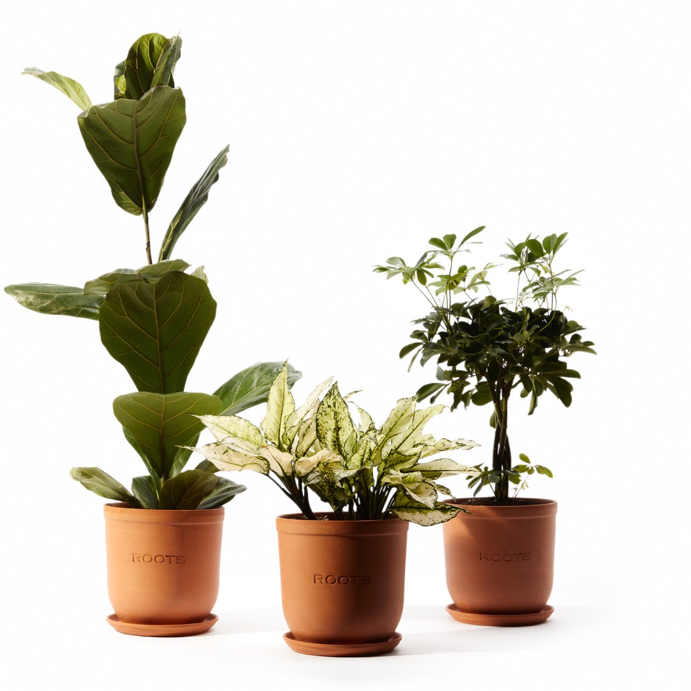 Plants set 11 Plants set 11