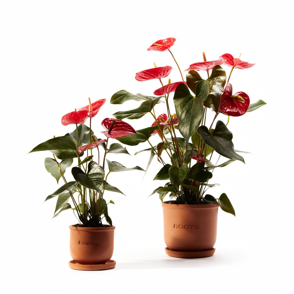 Антуриум Карма Антуриум Карма