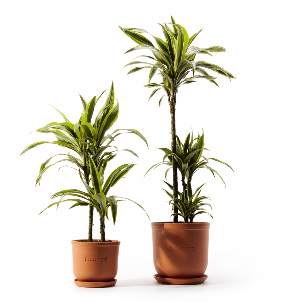 Драцена Лемон Лайм Драцена Лемон Лайм