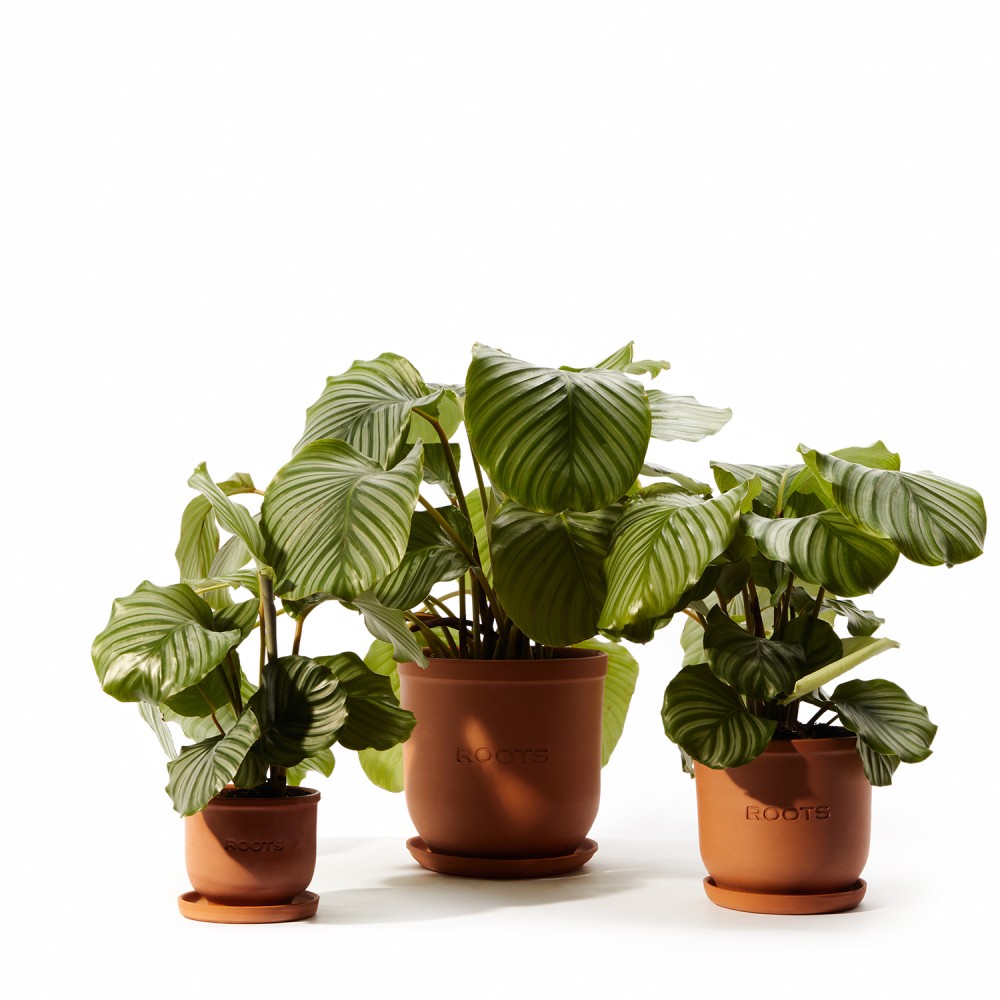 Калатея Орбифолия Калатея Орбифолия