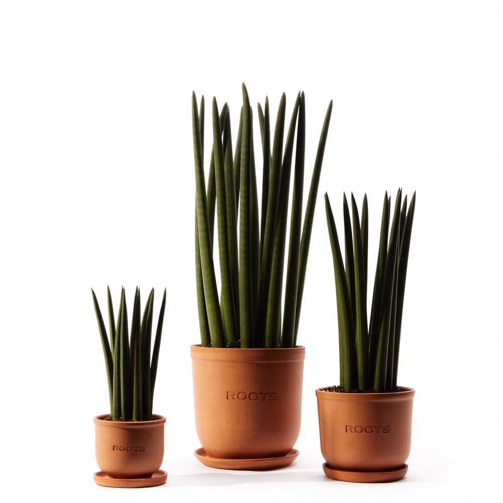 Сансевиерия Цилиндрика Сансевиерия Цилиндрика