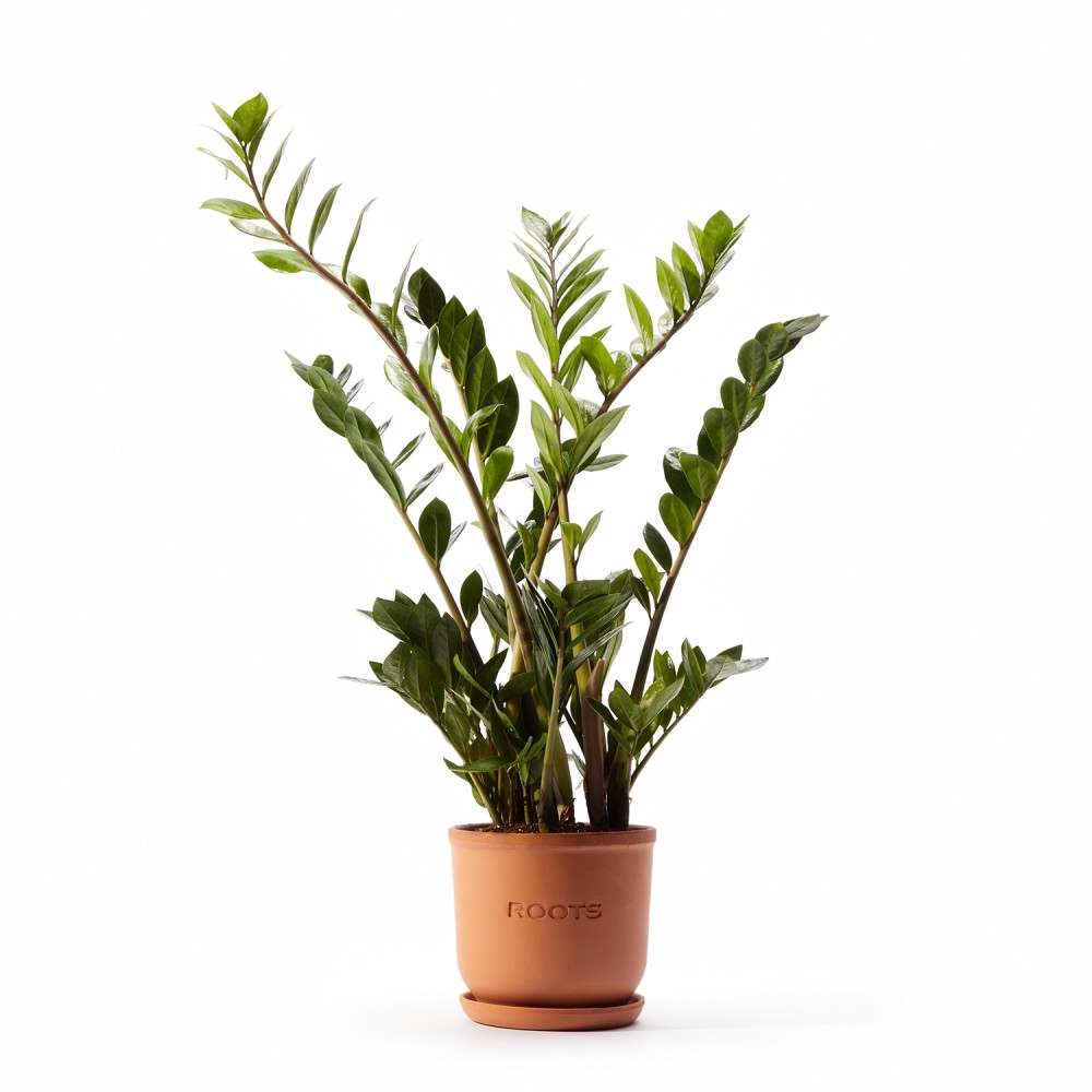 Замиокулькас