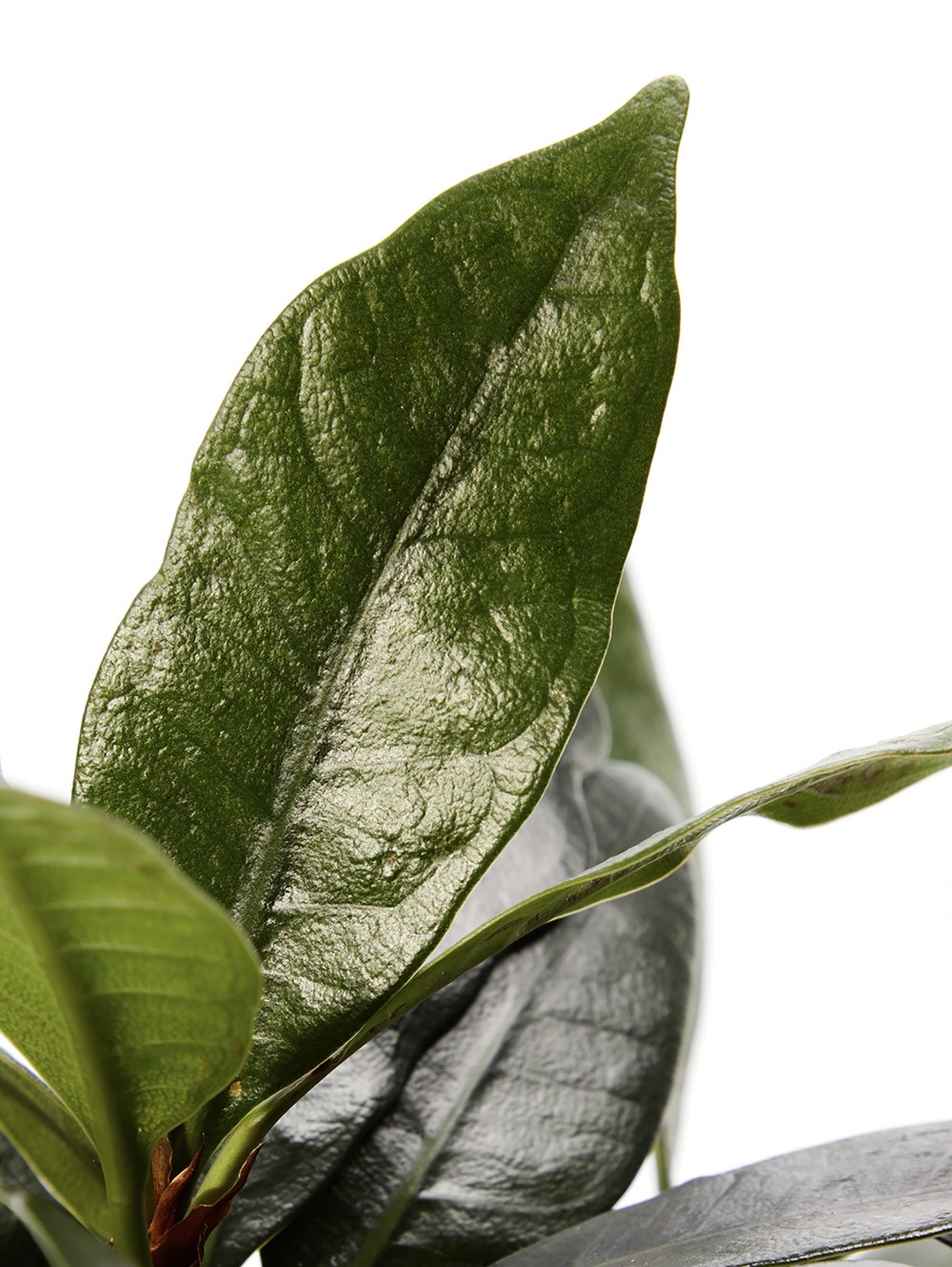 Фикус Циатистипула Фикус Циатистипула