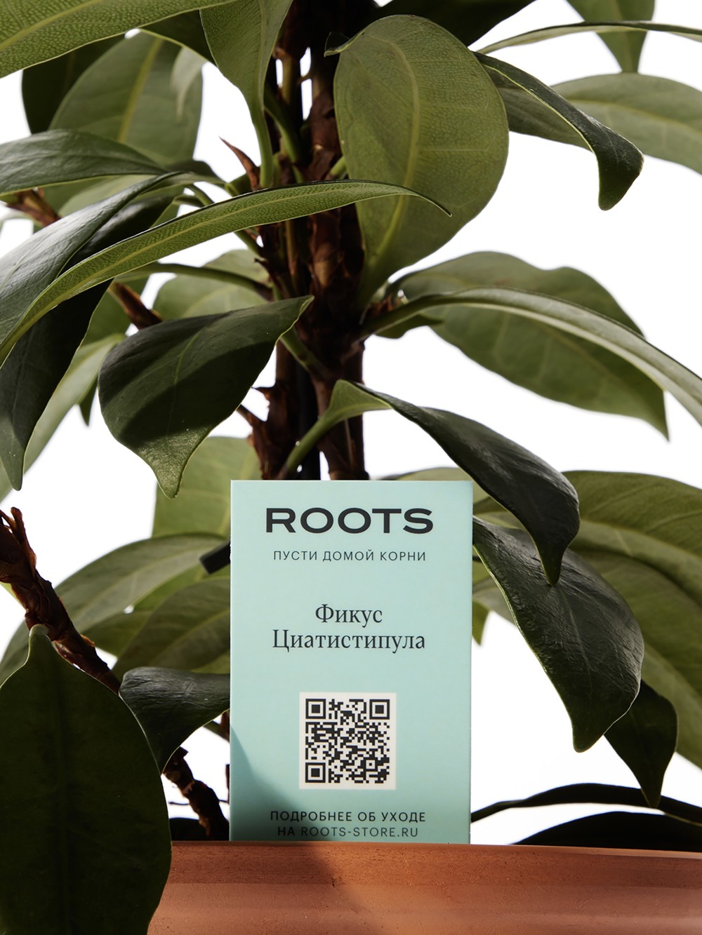 Фикус Циатистипула Фикус Циатистипула