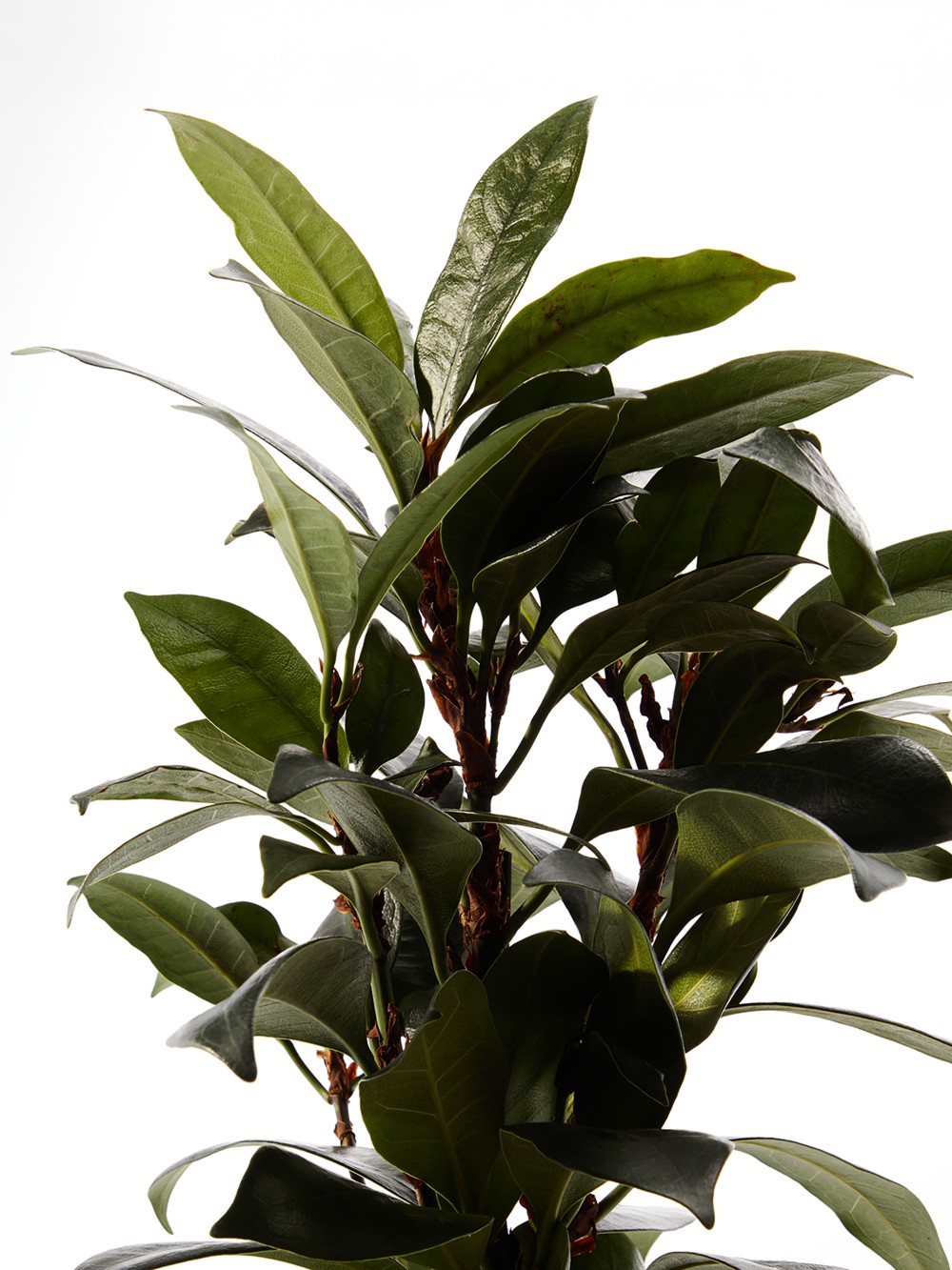 Фикус Циатистипула Фикус Циатистипула