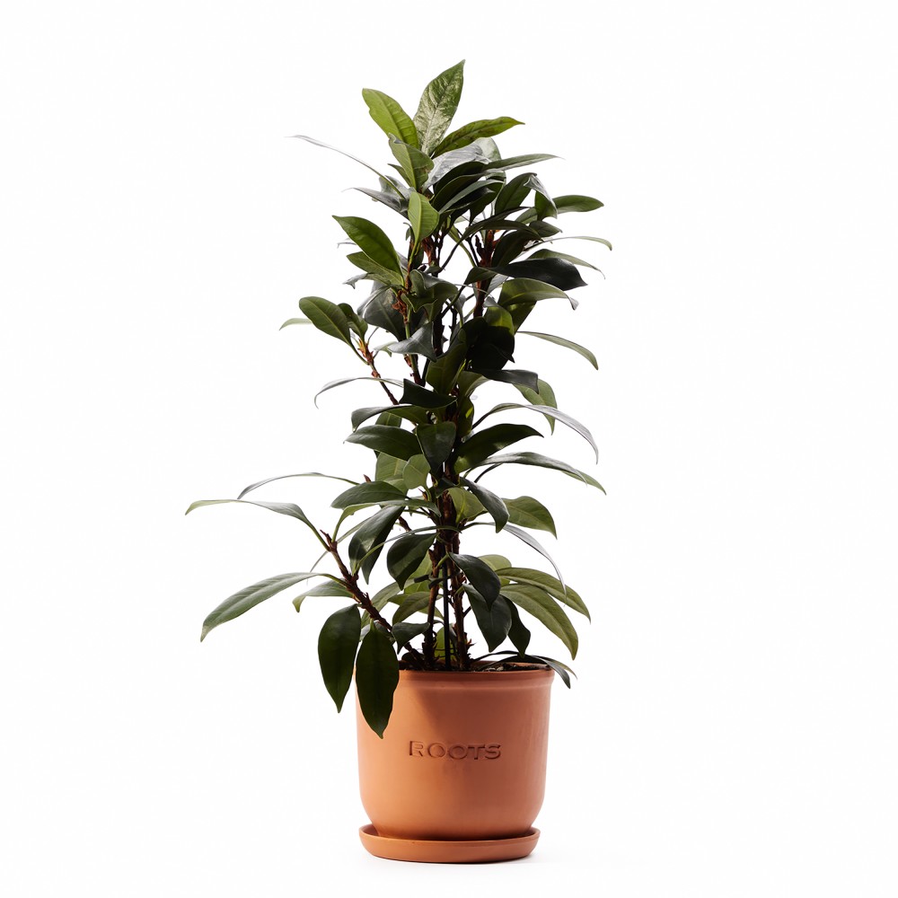 Фикус Циатистипула Фикус Циатистипула