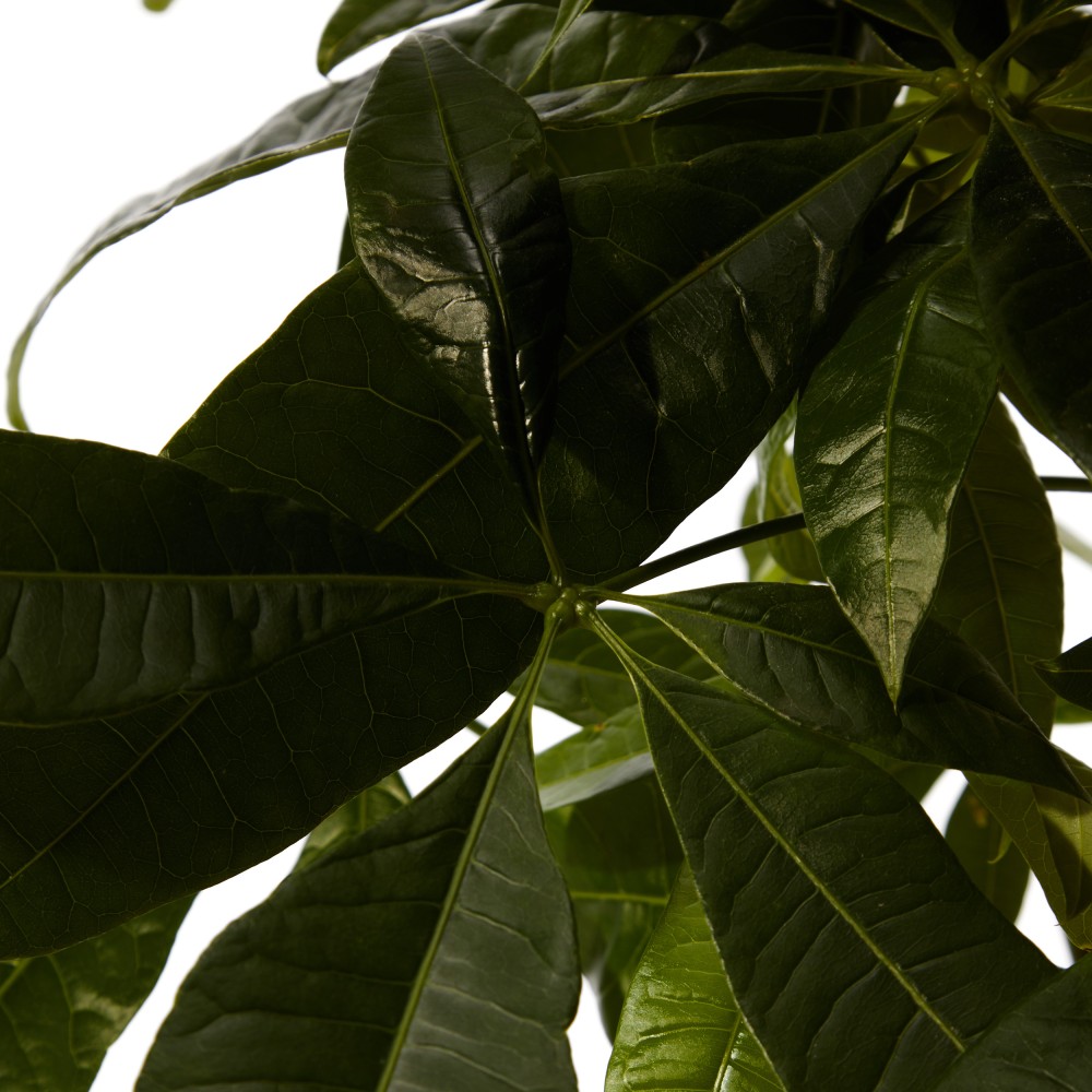 Пахира Акватика Пахира Акватика