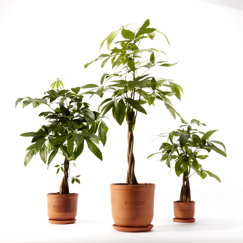 Пахира Акватика Пахира Акватика