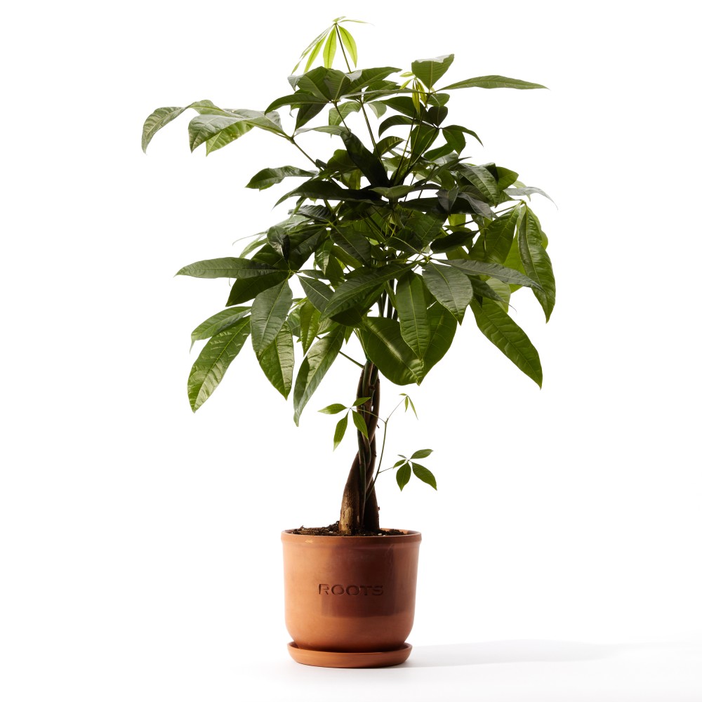 Пахира Акватика Пахира Акватика