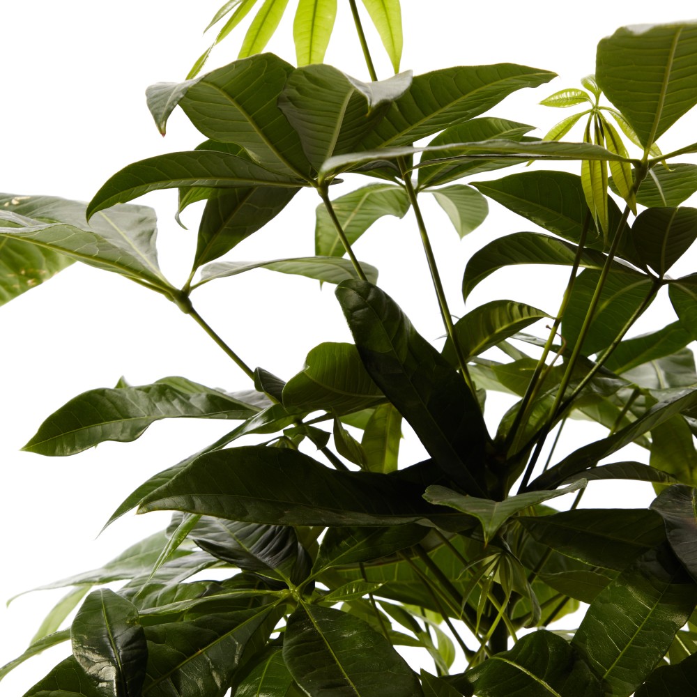 Пахира Акватика Пахира Акватика