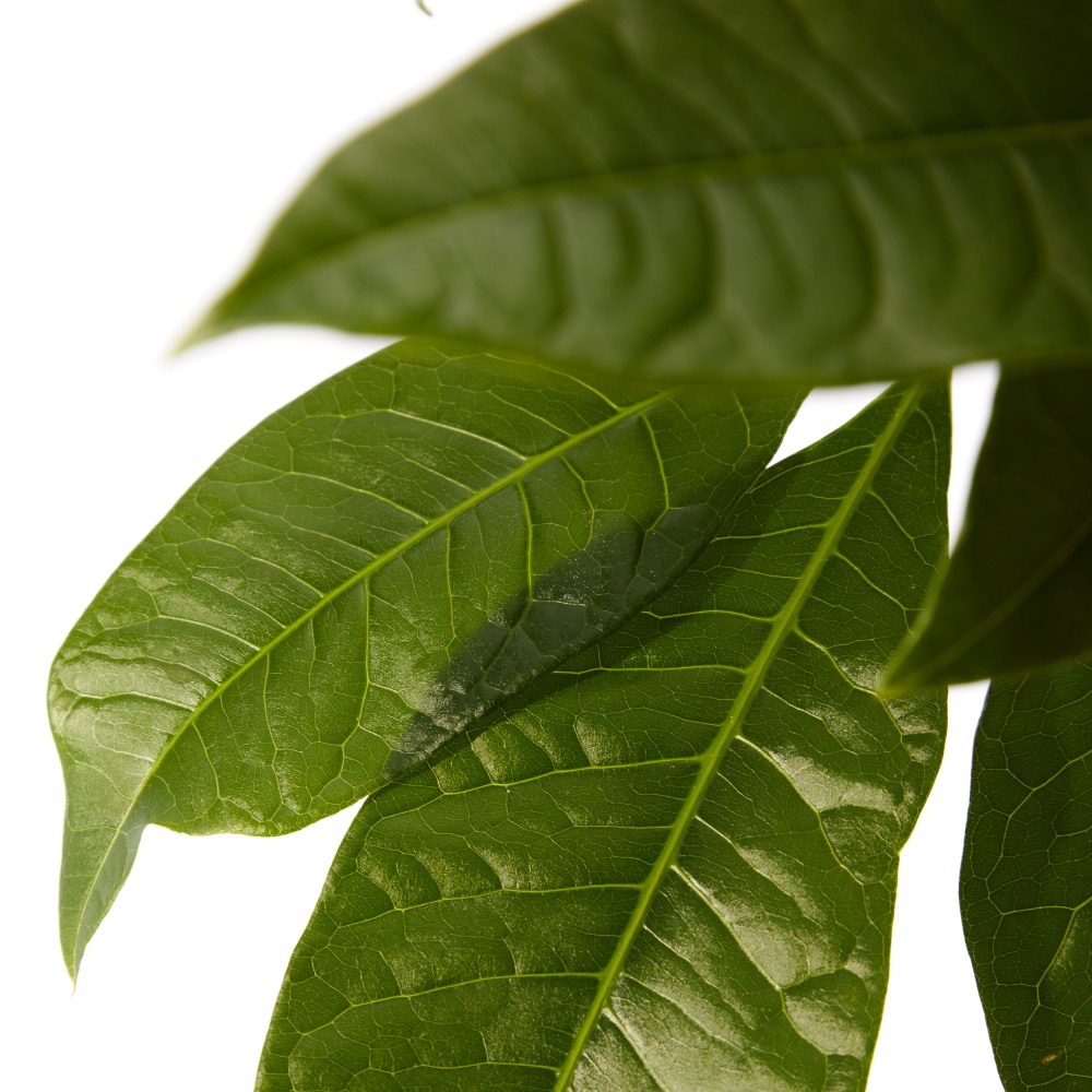 Пахира Акватика Пахира Акватика