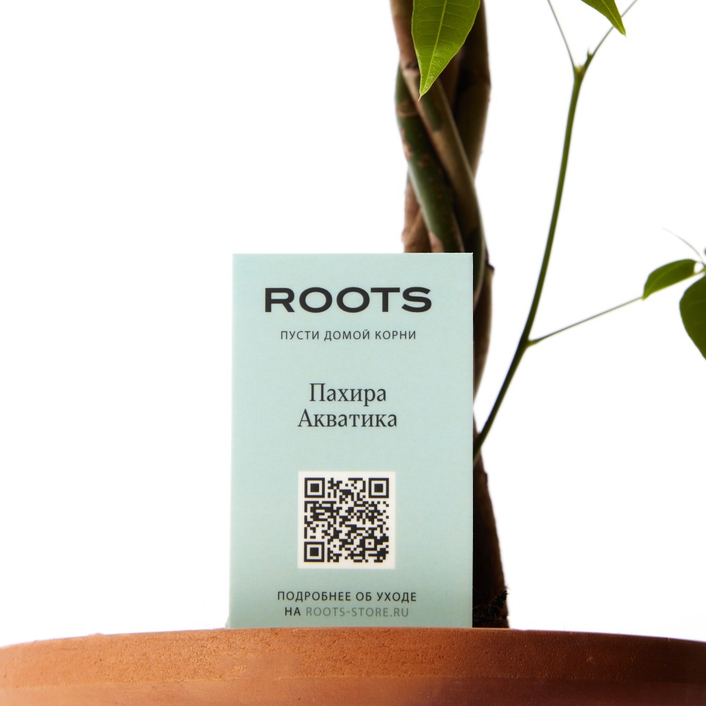 Пахира Акватика Пахира Акватика