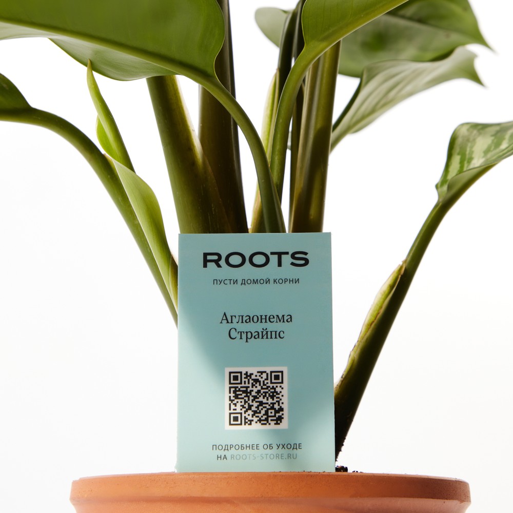 Аглаонема Страйпс Аглаонема Страйпс