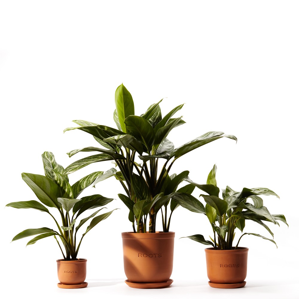 Аглаонема Страйпс Аглаонема Страйпс