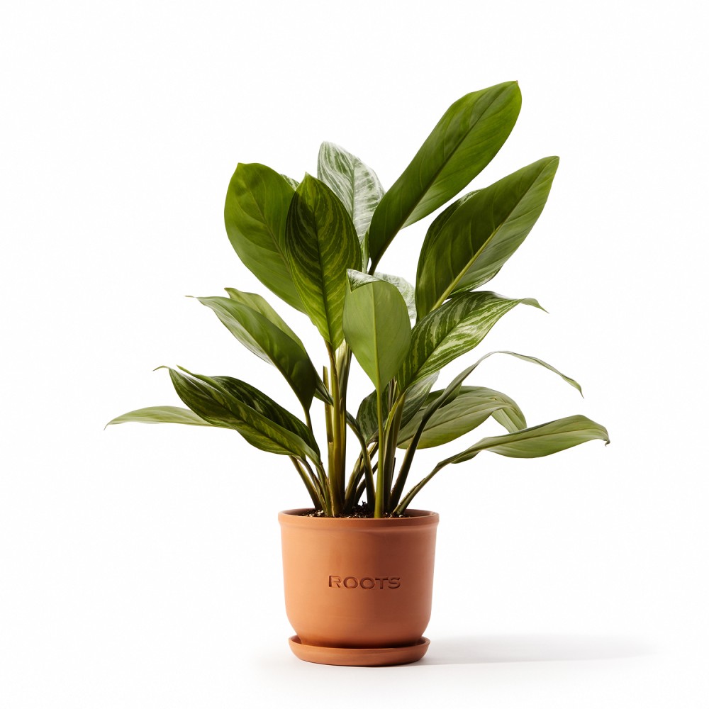 Аглаонема Страйпс Аглаонема Страйпс