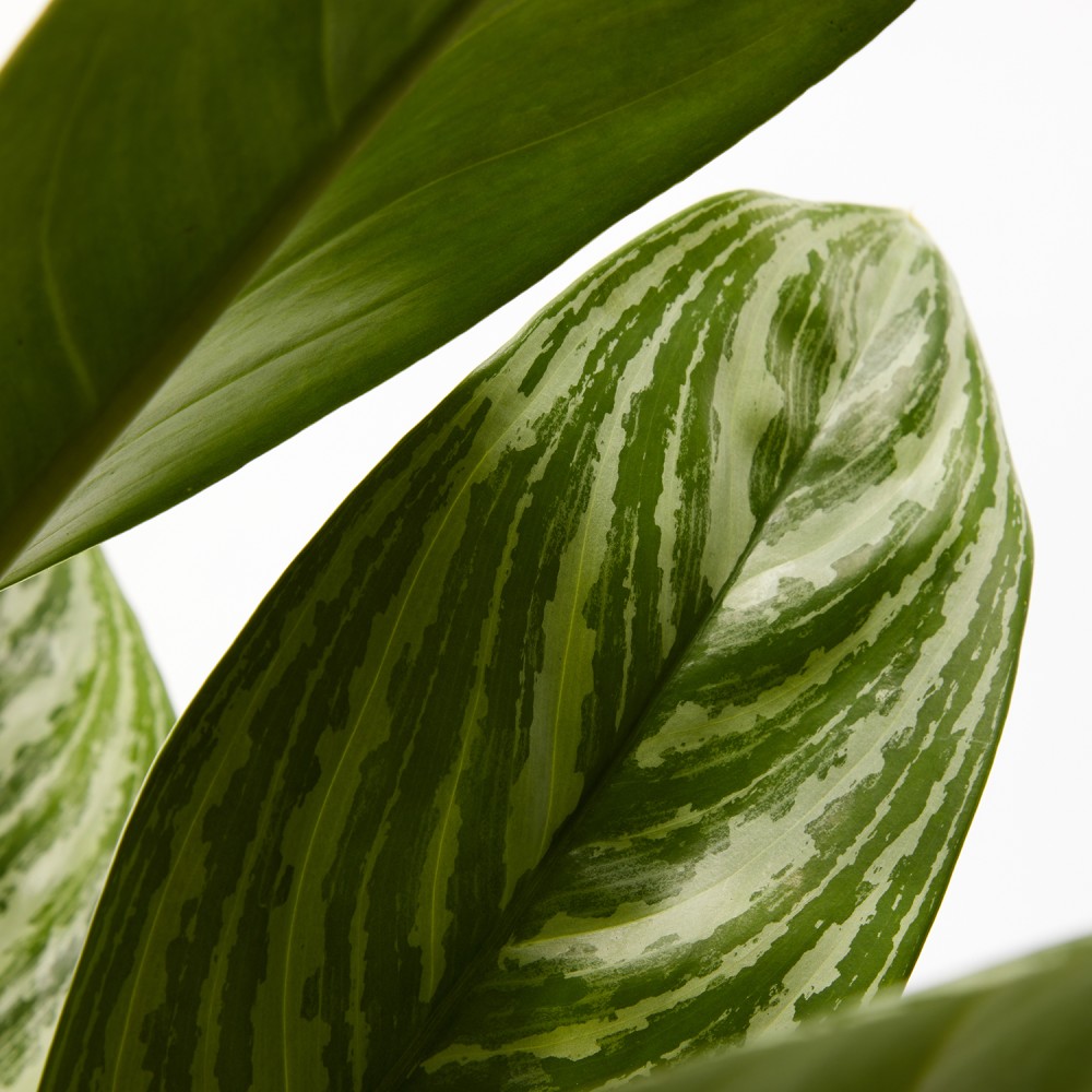 Аглаонема Страйпс Аглаонема Страйпс