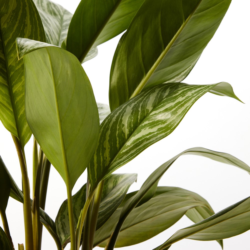 Аглаонема Страйпс Аглаонема Страйпс