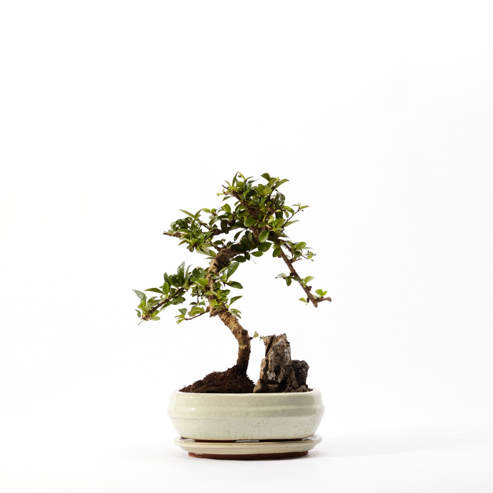 Бонсай Кармона Бонсай Кармона