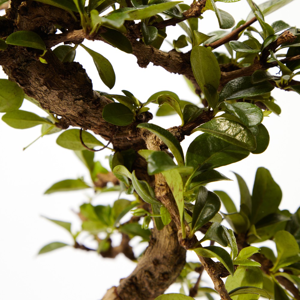 Бонсай Кармона Бонсай Кармона