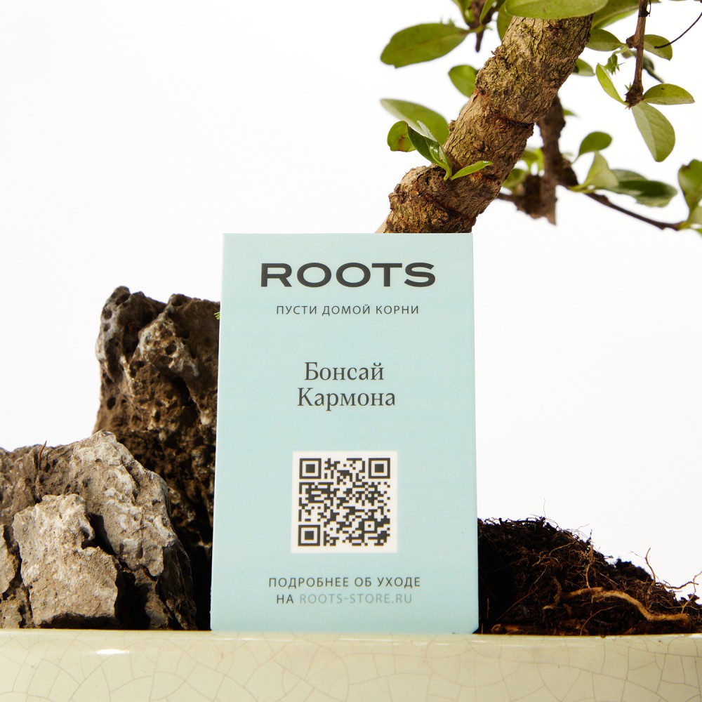 Бонсай Кармона Бонсай Кармона