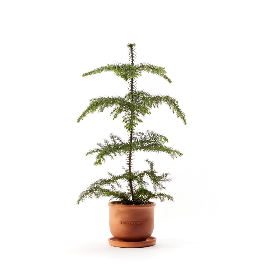 Араукария Араукария