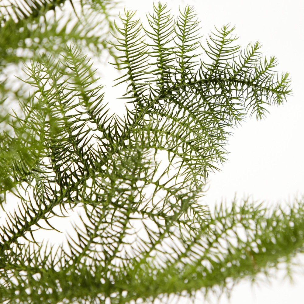 Араукария Араукария