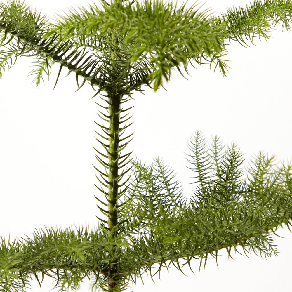 Араукария Араукария