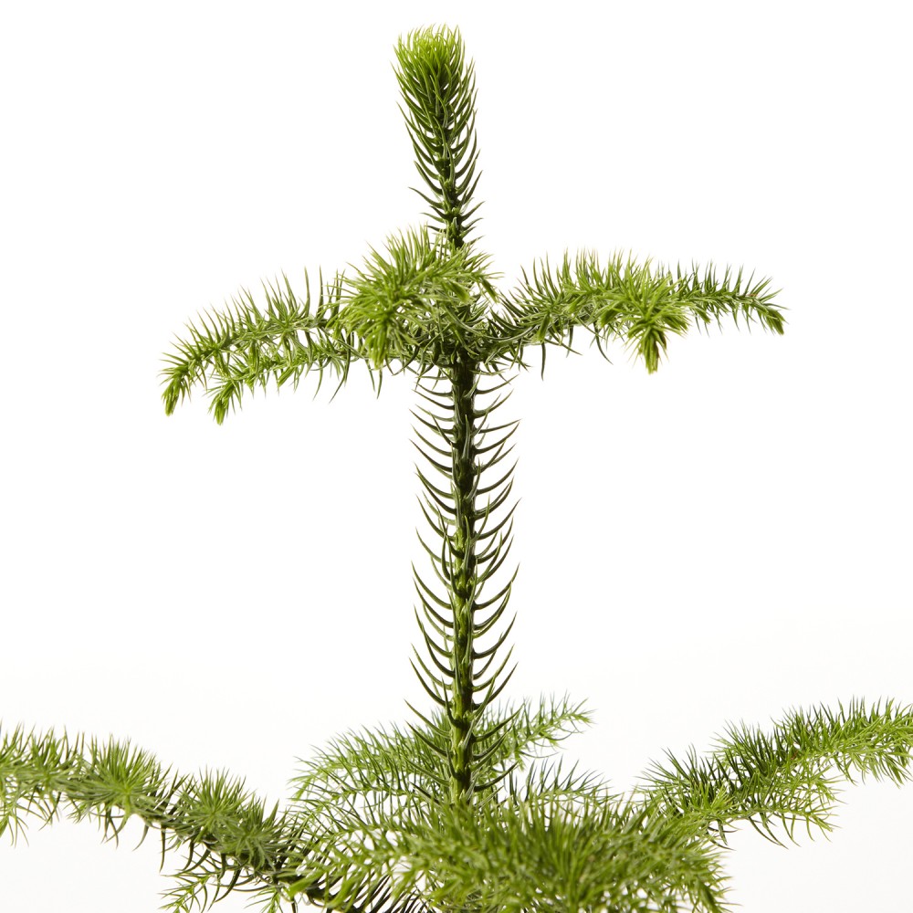 Араукария Араукария