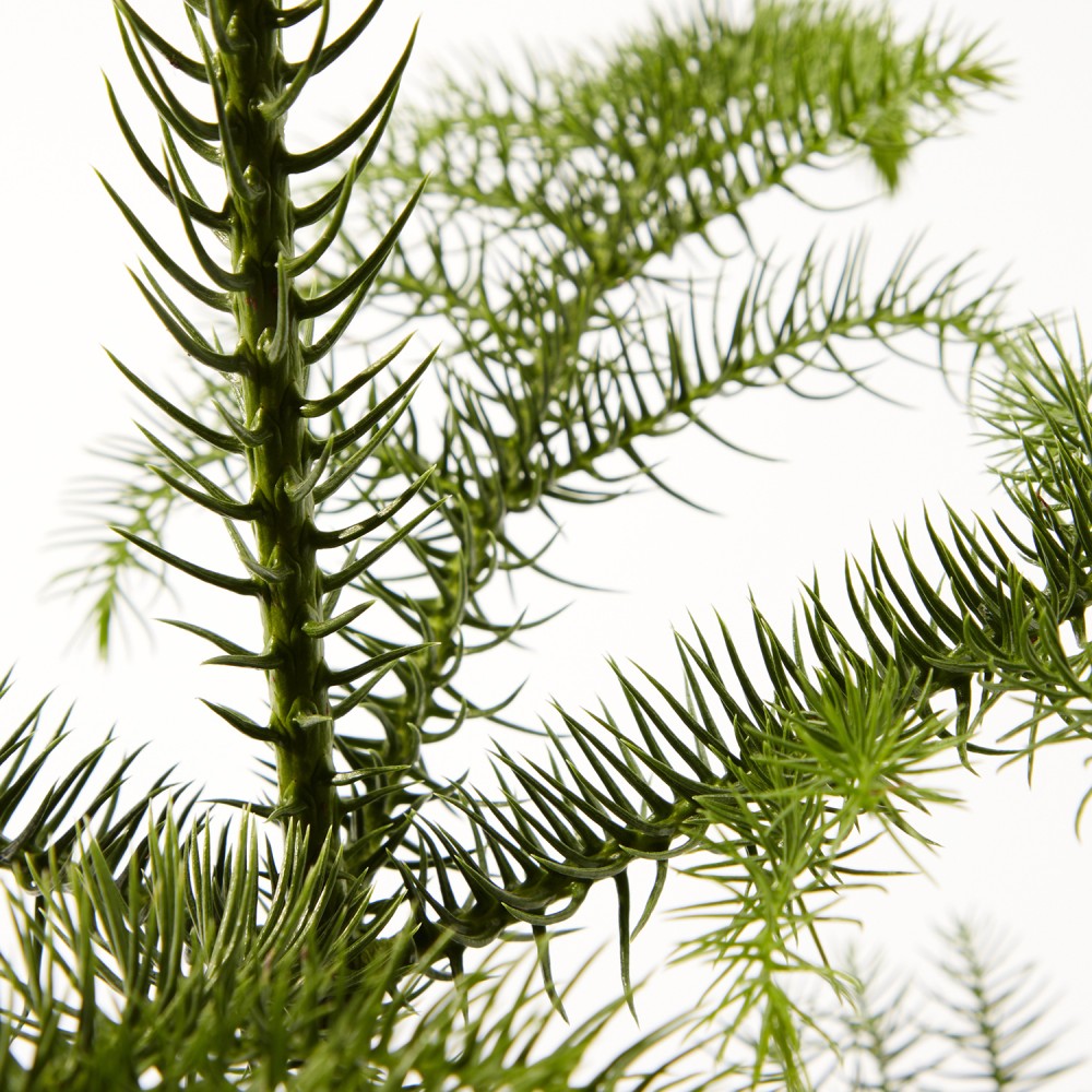 Араукария Араукария