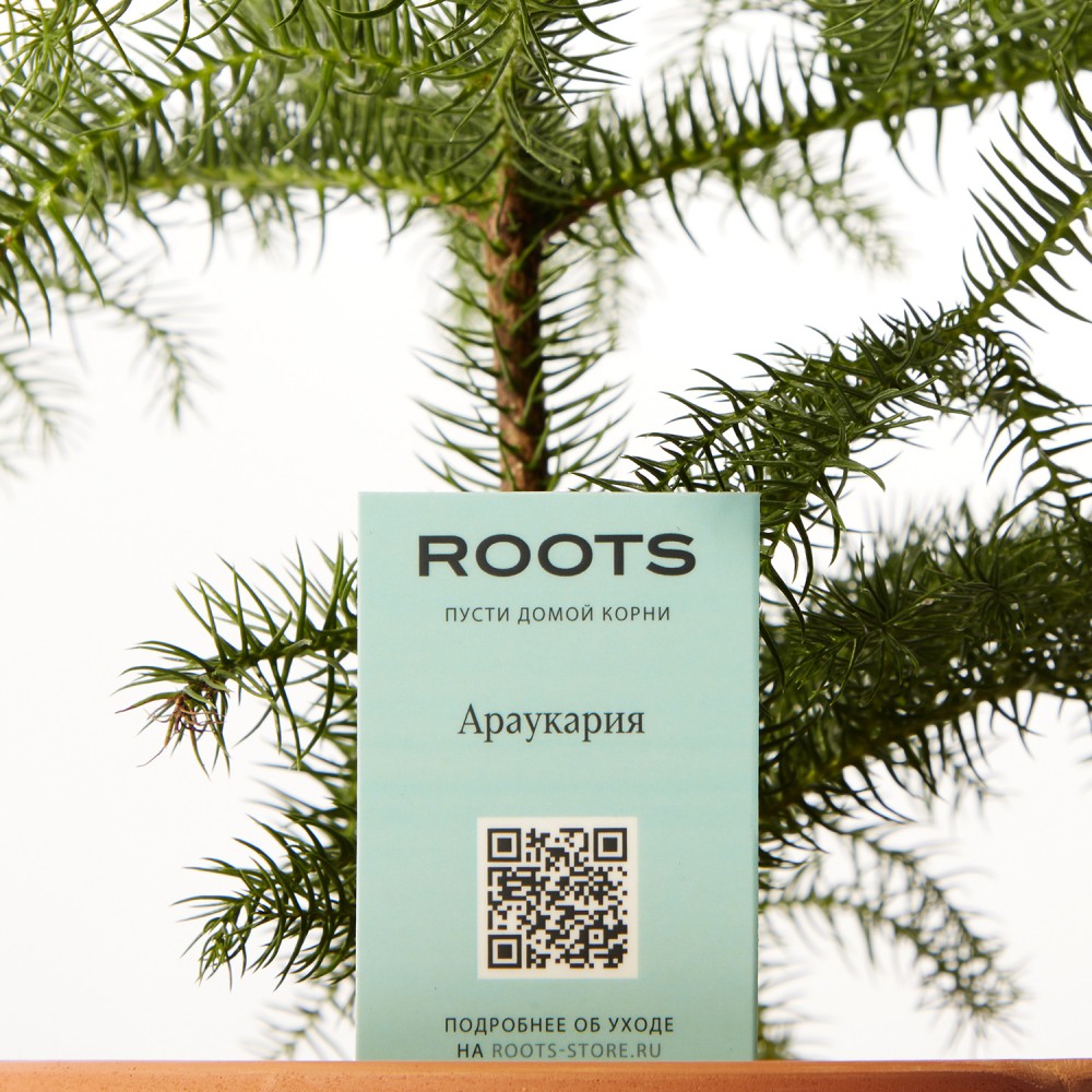 Араукария Араукария