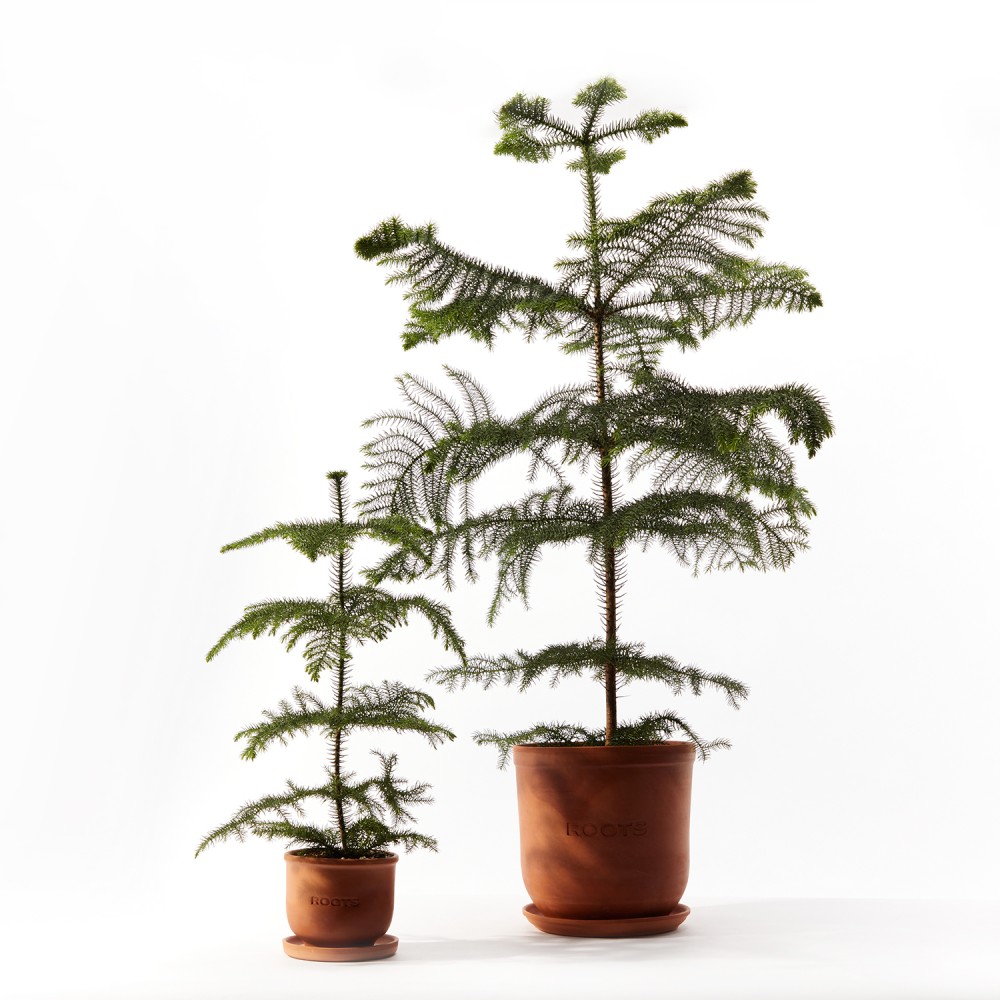 Араукария Араукария