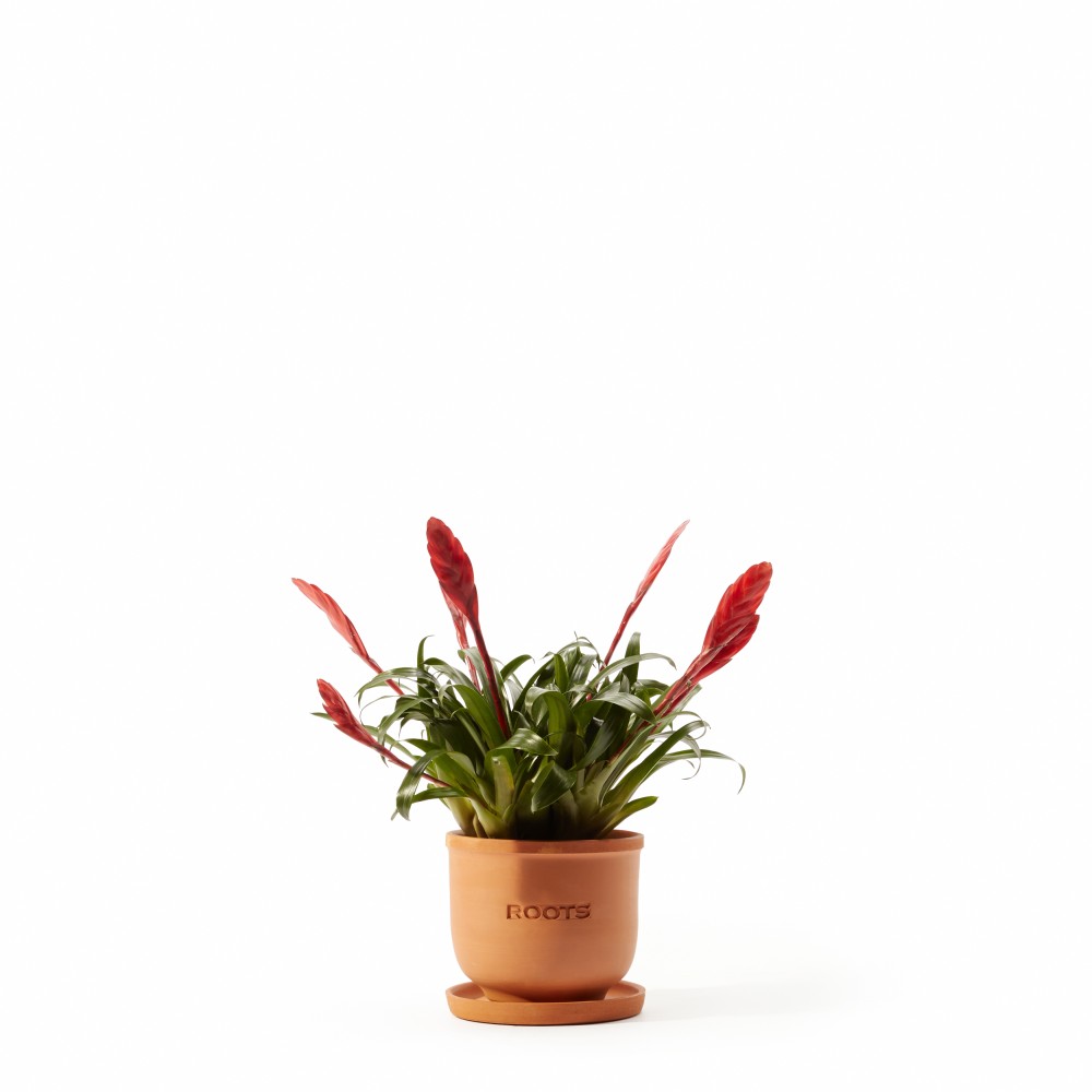 Вриезия Астрид